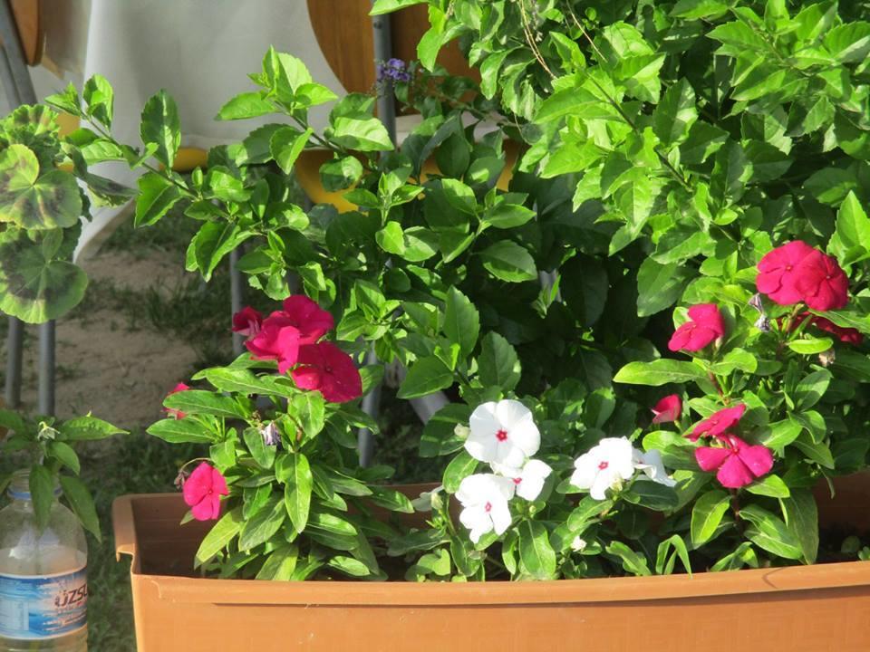 גומולדור Mandarin Beach Otel מראה חיצוני תמונה